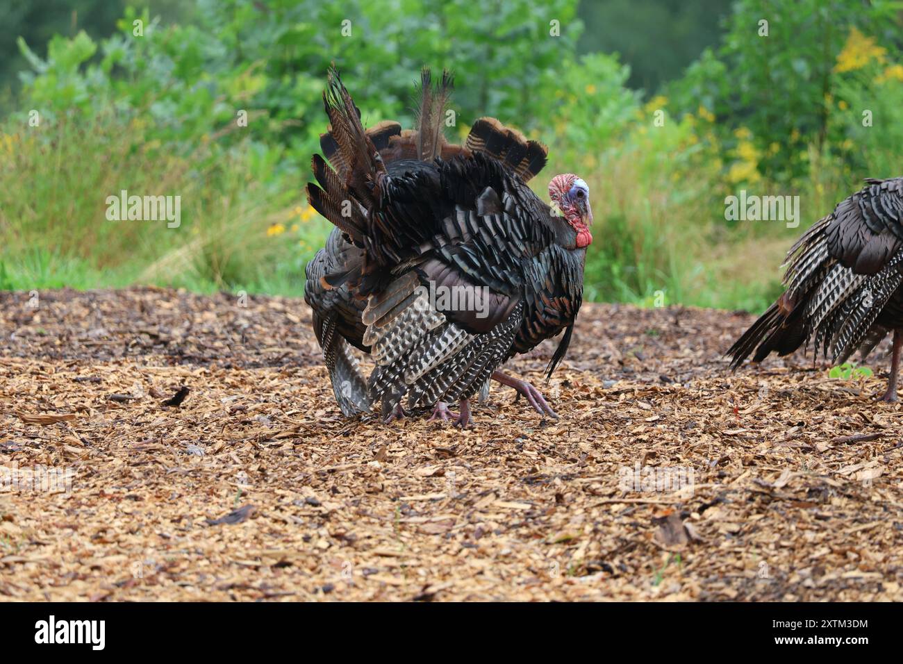 Wilde Truthühner, Paarungszeit Stockfoto
