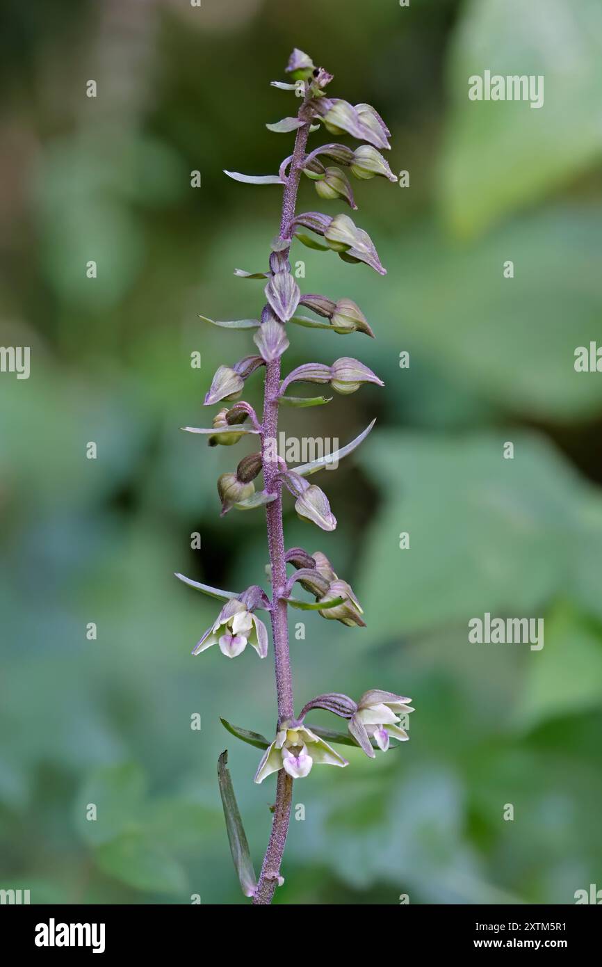 Violet Helleborine in Lower Woods South Gloucestershire, Großbritannien Stockfoto