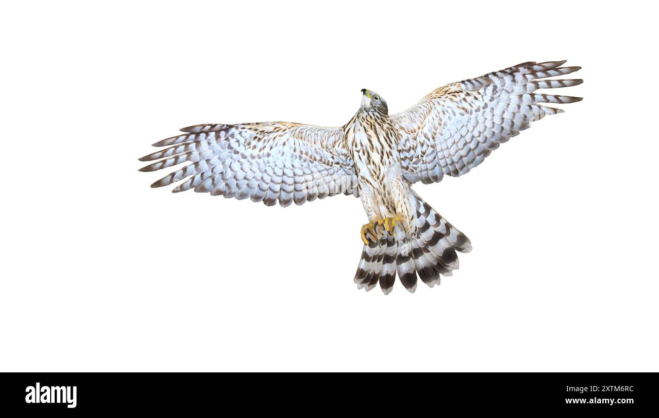 hawk im Flug isoliert auf weißem Hintergrund Stockfoto