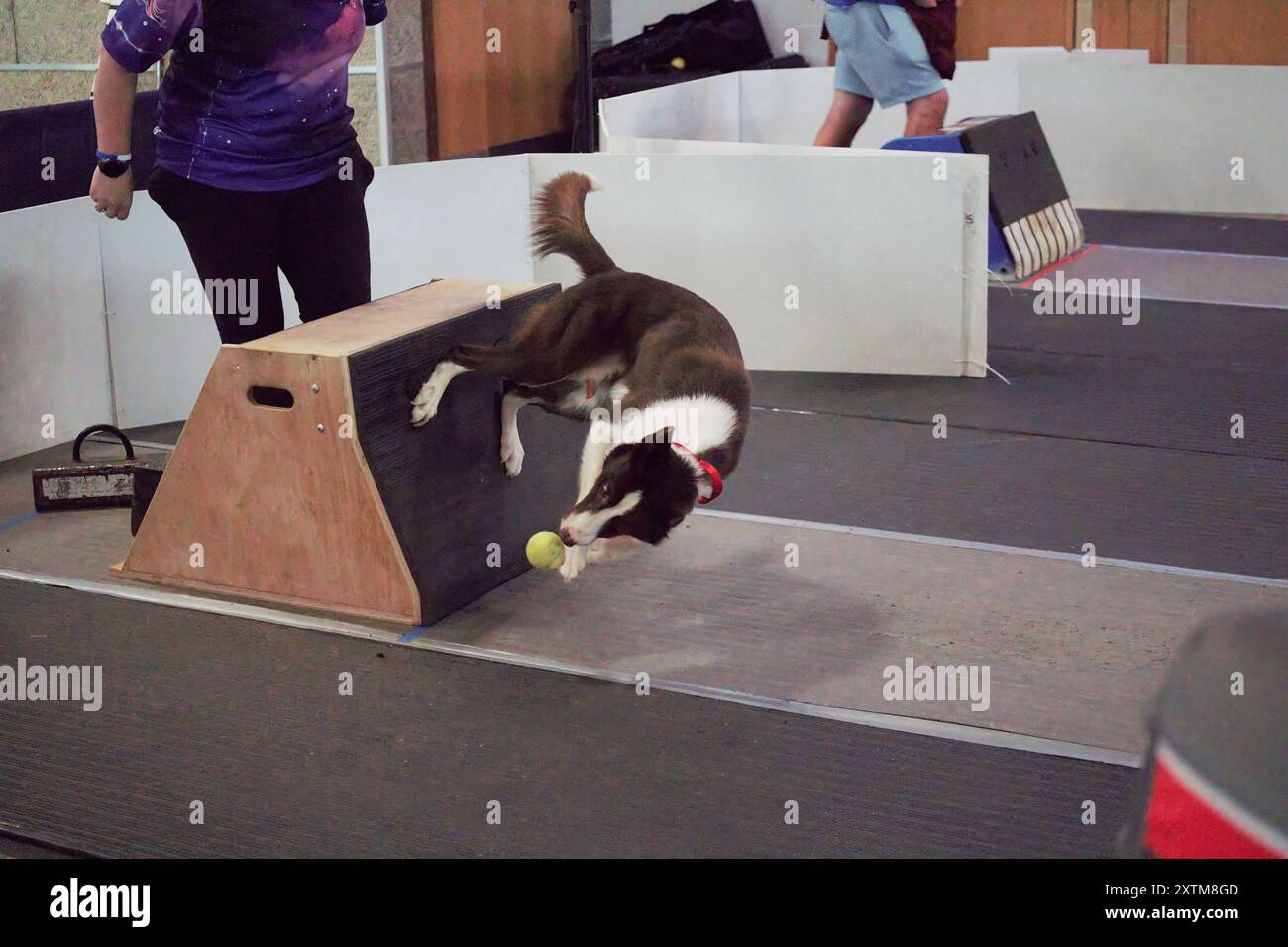 Lincoln, Großbritannien - 4. August 2024: Ein Hund aus dem Sirius Stars Flyball Team führt eine Box Turn während der UK Flyball Championships durch. Stockfoto