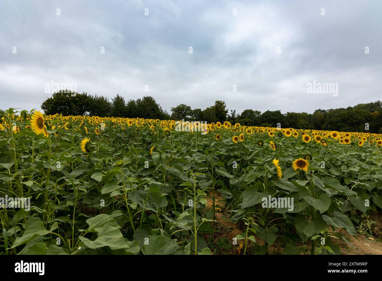 Landwirtschaftliches Feld mit gelben Sonnenblumen gegen den Himmel mit Wolken. Sonnenblumenfeld. Goldener Sonnenuntergang. Sonnenblumen-Nahaufnahme. Agrarindustrie. Stockfoto
