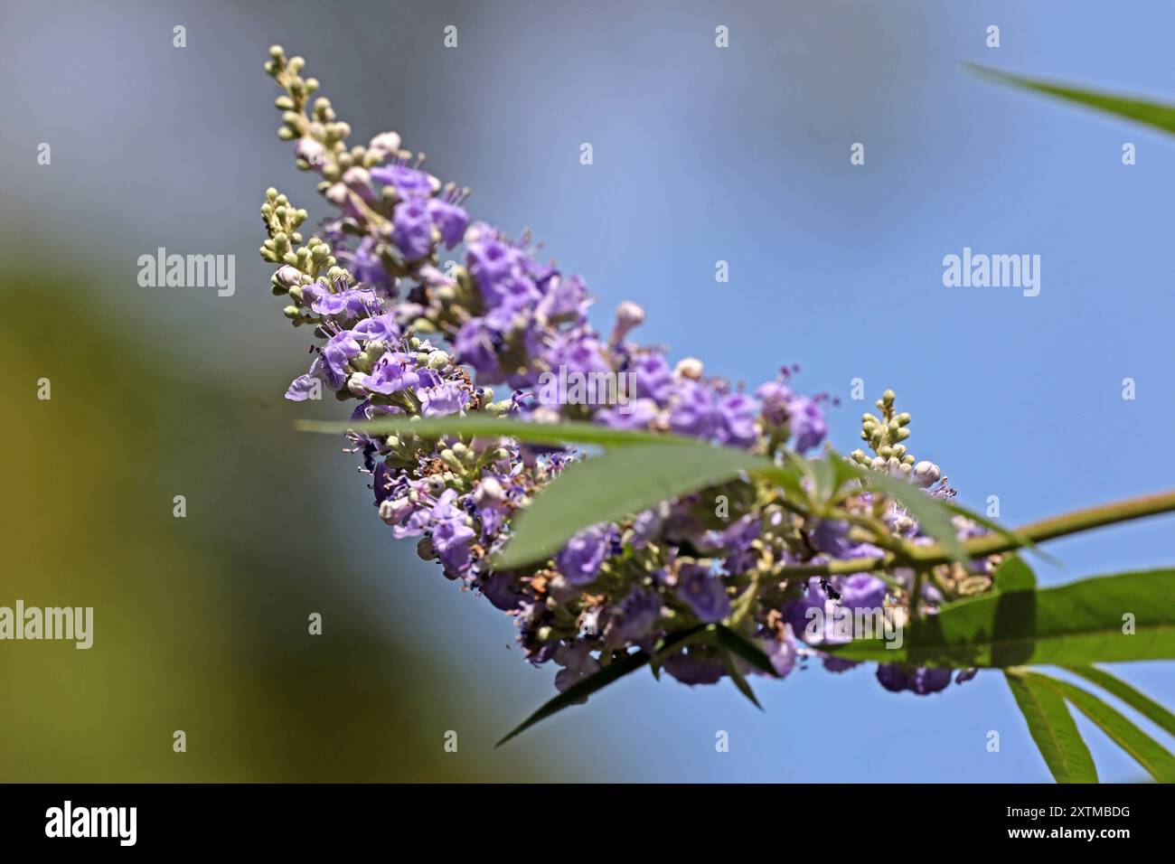 Heilpflanzen aus der Geschichte der Mönchspfeffer, auch als Keuschbaum oder Keuschlamm bekannt, zur Blütezeit im Sommer. *** Heilpflanzen aus der Geschichte die Mönche pfeffern, auch bekannt als der keusche Baum oder keuscher Baum, im Sommer blühen Stockfoto