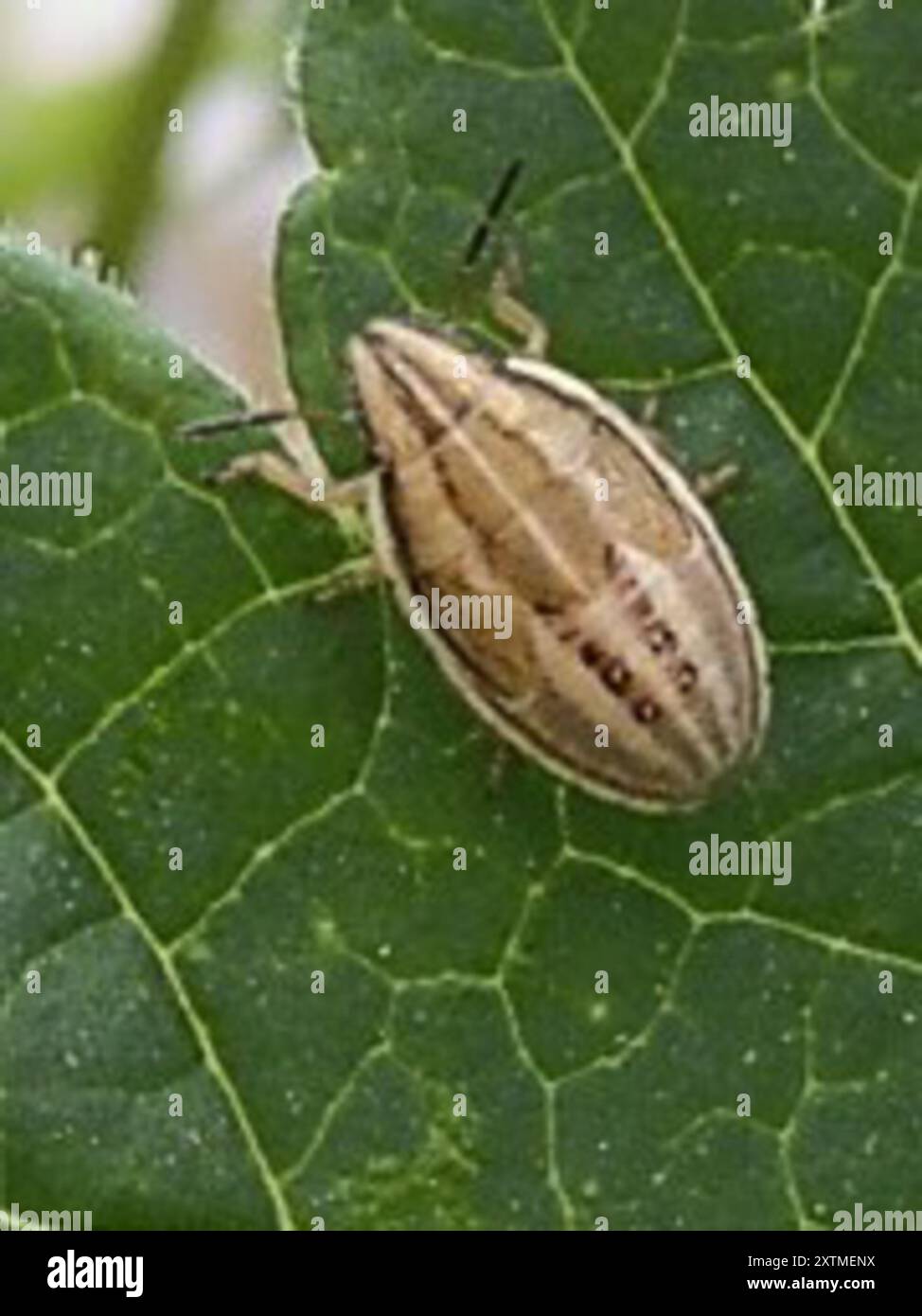 Bischof's Mitre Shield Bug (Aelia acuminata) Insecta Stockfoto