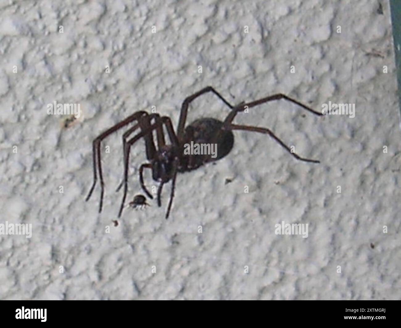 Riesenhausspinne (Eratigena duellica) Arachnida Stockfoto