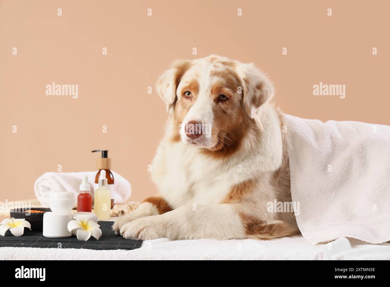 Niedlicher australischer Schäferhund mit Kosmetikprodukten und Blumen, die auf der Couch vor beigem Hintergrund liegen Stockfoto