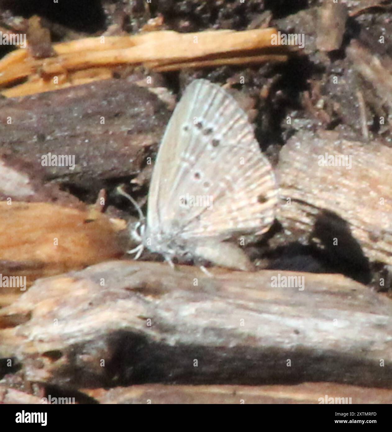 Reakirt's Blue (Echinargus isola) Insecta Stockfoto