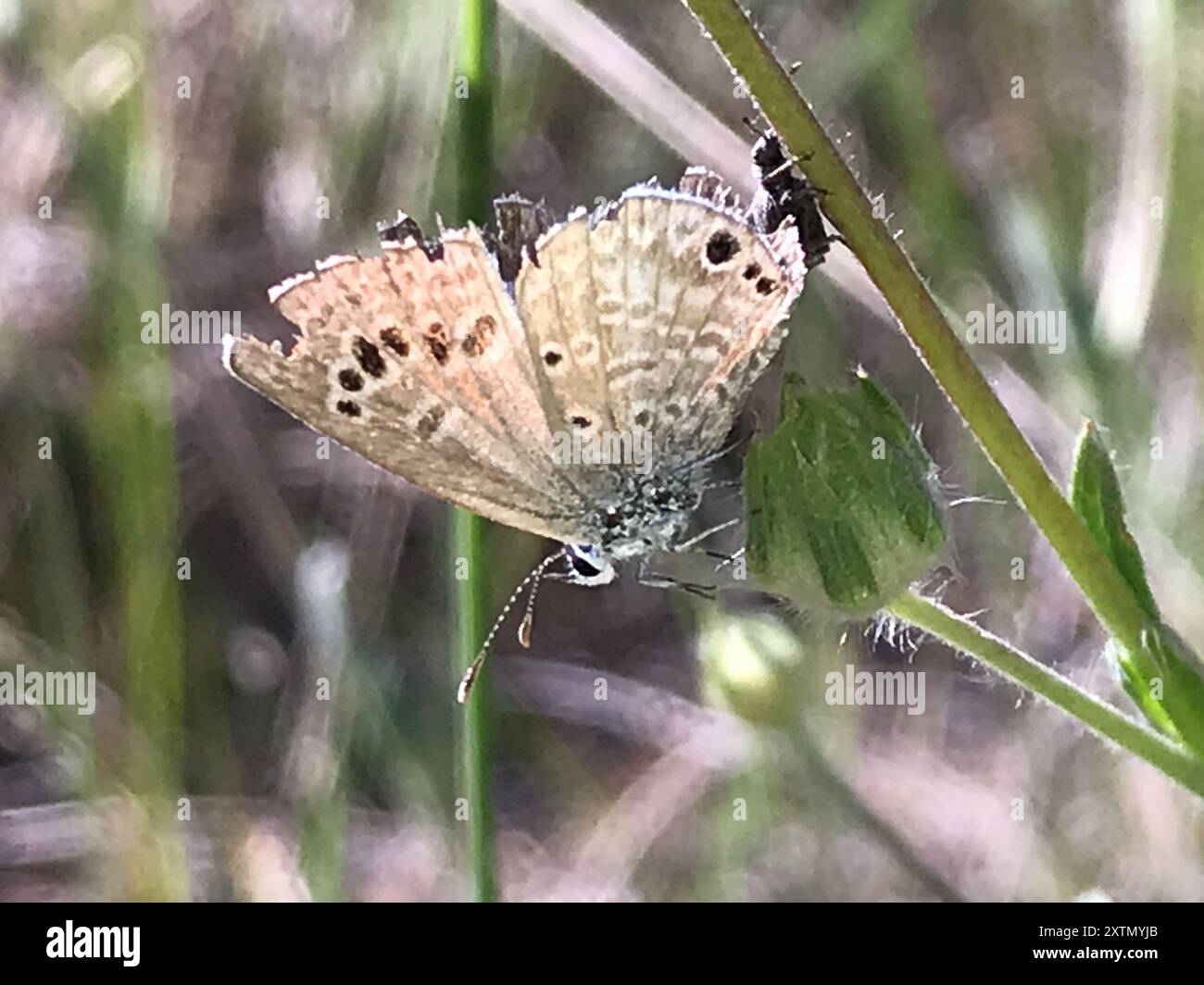 Reakirt's Blue (Echinargus isola) Insecta Stockfoto