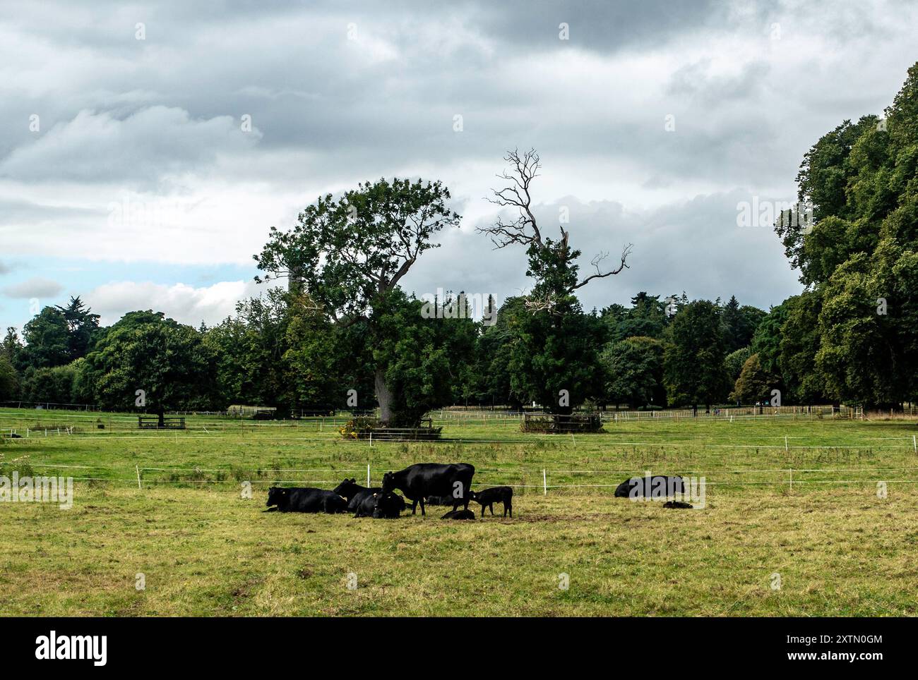 Eine Gruppe von Kerry Schwarzen Rindern, Irelands einzigartige Rinderrasse, in Farmleigh, Dublin, irland. Stockfoto