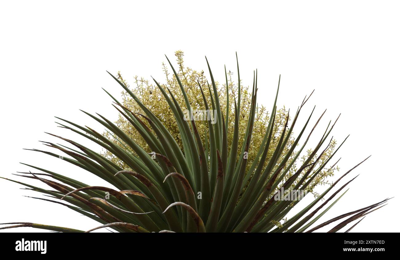 Flora von Gran Canaria - Dracaena tamaranae, Gran Canaria Drachenbaum, Pflanze endemisch auf der Insel Stockfoto