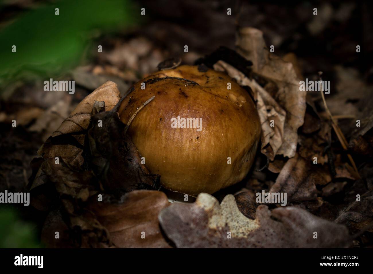 Stinkende Brittlegill-Pilze (Russula fetens) Stockfoto