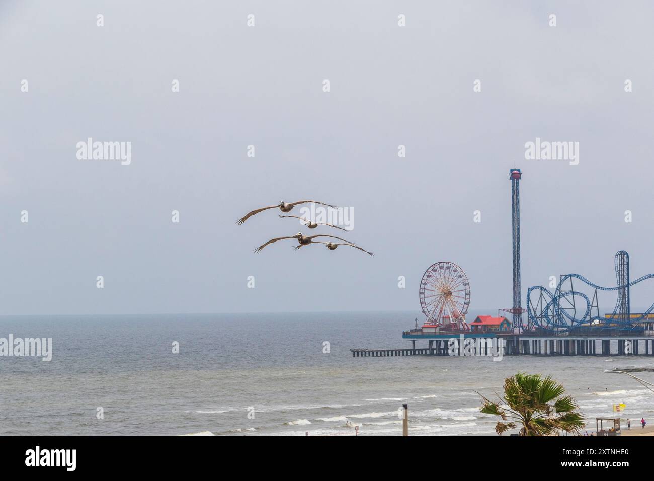 Brown Pelican im Flug in Galveston. Stockfoto
