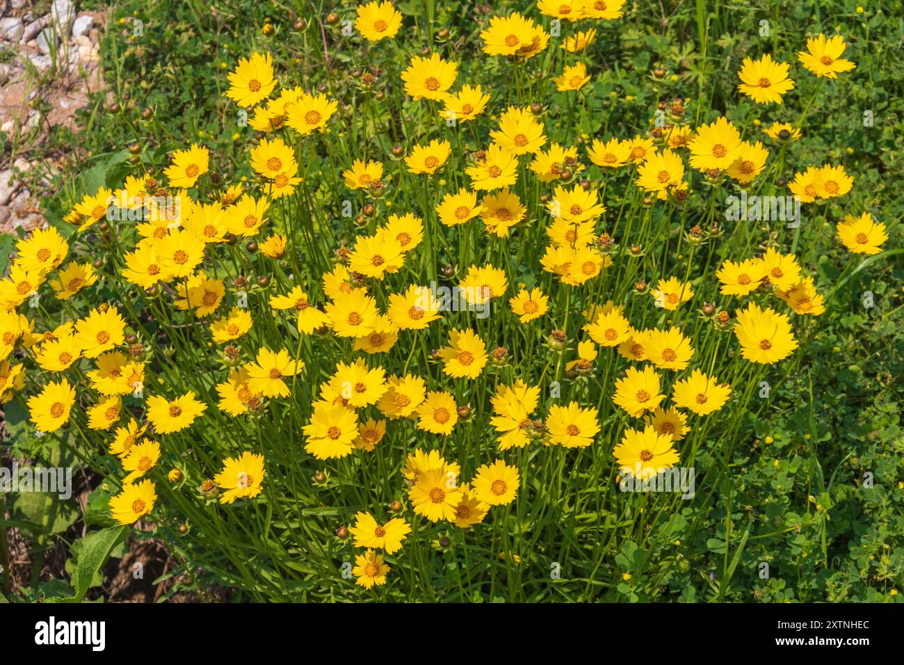 Lanceleaf Coreopsis bei Whitehall Texas. Stockfoto