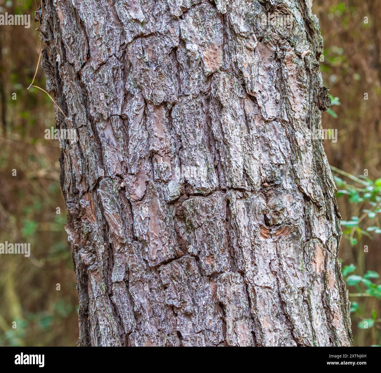 Loblolly Pine Trees im Kleb Woods Nature Preserve in Tomball, Texas. Stockfoto Loblolly Pine Trees im Kleb Woods Nature Preserve in Tomball, Texas. Stockfoto