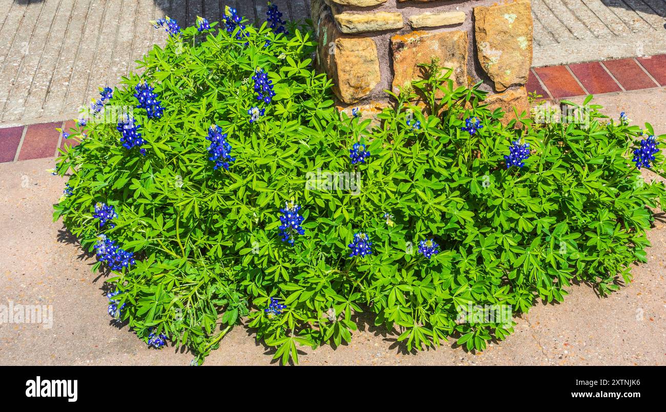 Texas Bluebonnet im Mercer Arboretum und Botanical Gardens. Stockfoto
