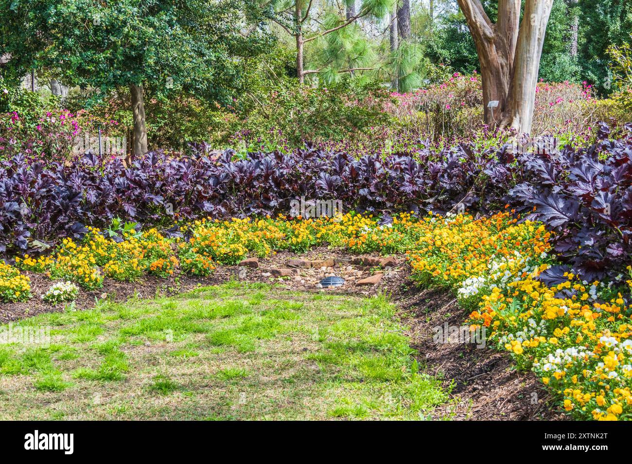 Viola COLORMAX ZITRUSMISCHUNG und Grünkohl RED BOR im Mercer Arboretum und Botanical Gardens. Stockfoto