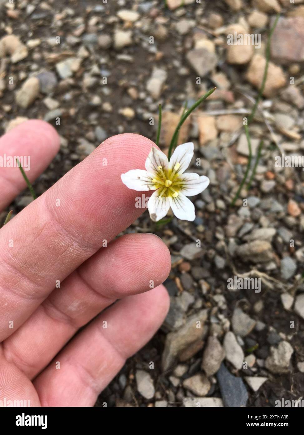 Snowdon Lily (Gagea Serotina) Plantae Stockfoto