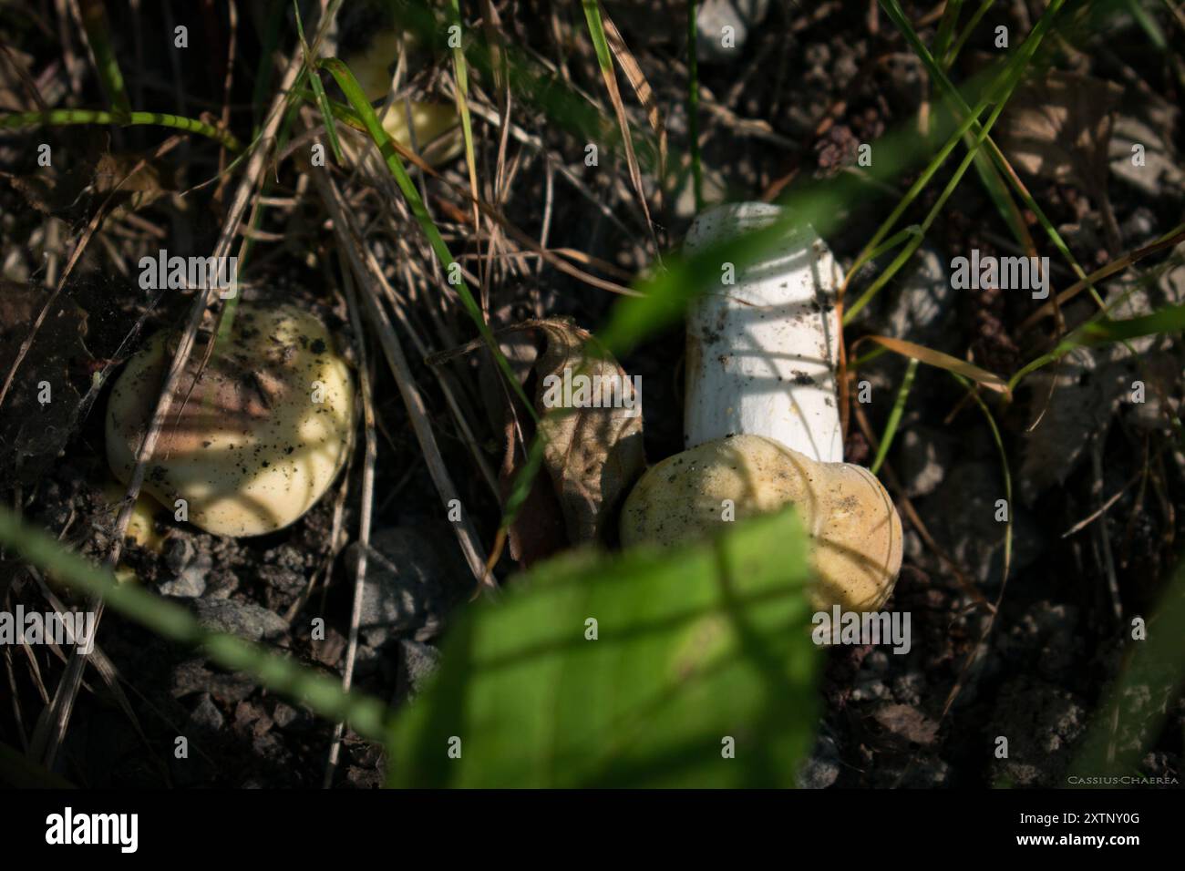 Stinkende Brittlegill-Pilze (Russula fetens) Stockfoto