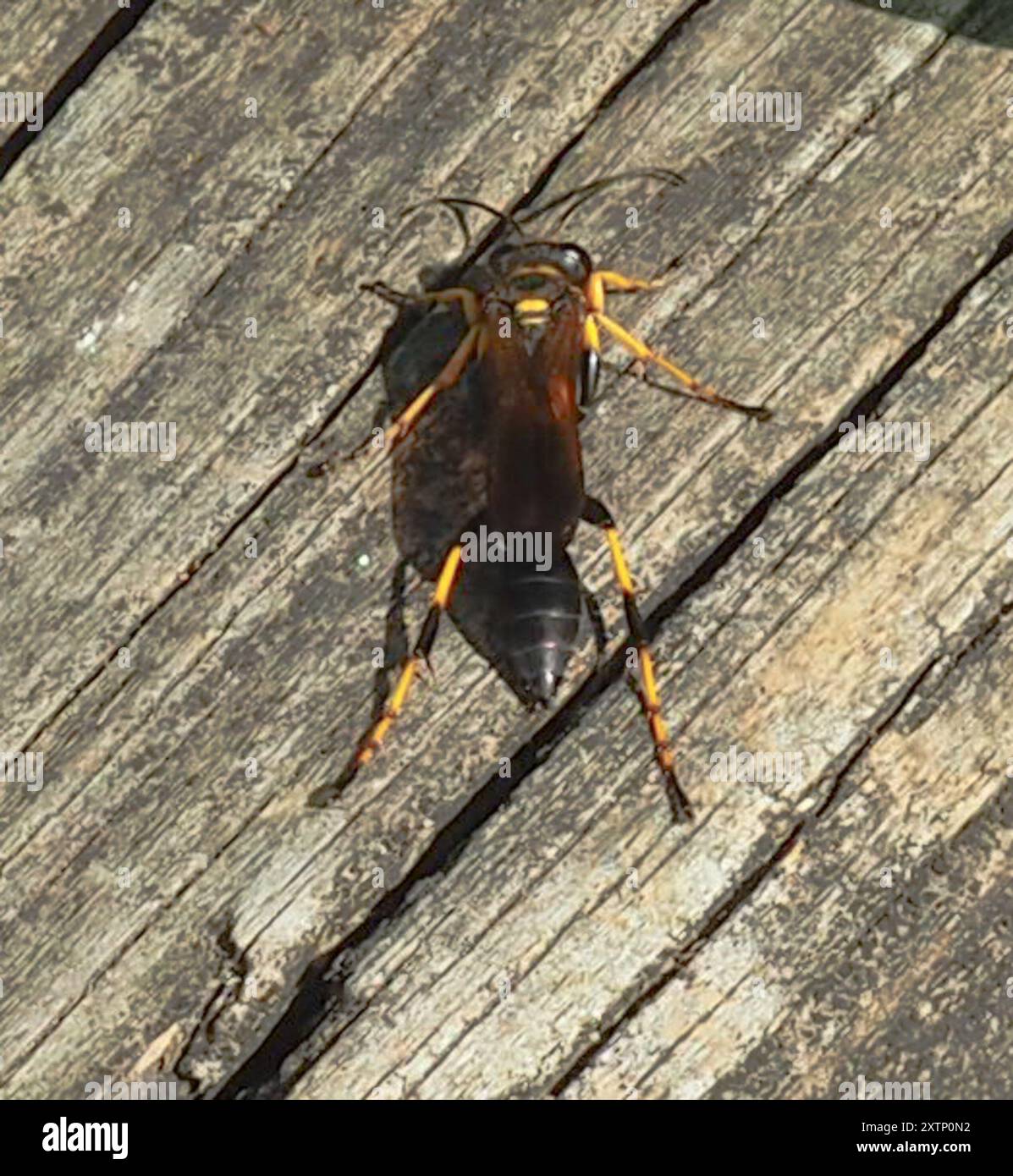 Gelbbeinige Schlammdauber-Wasp (Sceliphron caementarium) Insecta Stockfoto