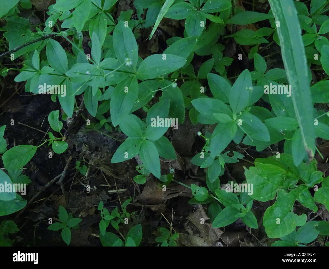 Lakritzbettstroh (Galium circaezans) Plantae Stockfoto