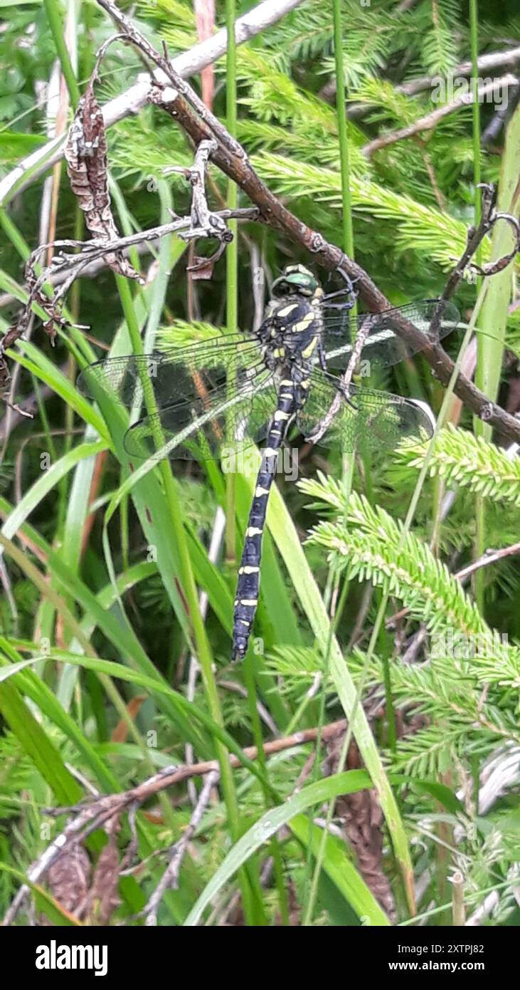 Dunkler Goldenring (Cordulegaster bidentata) Insecta Stockfoto