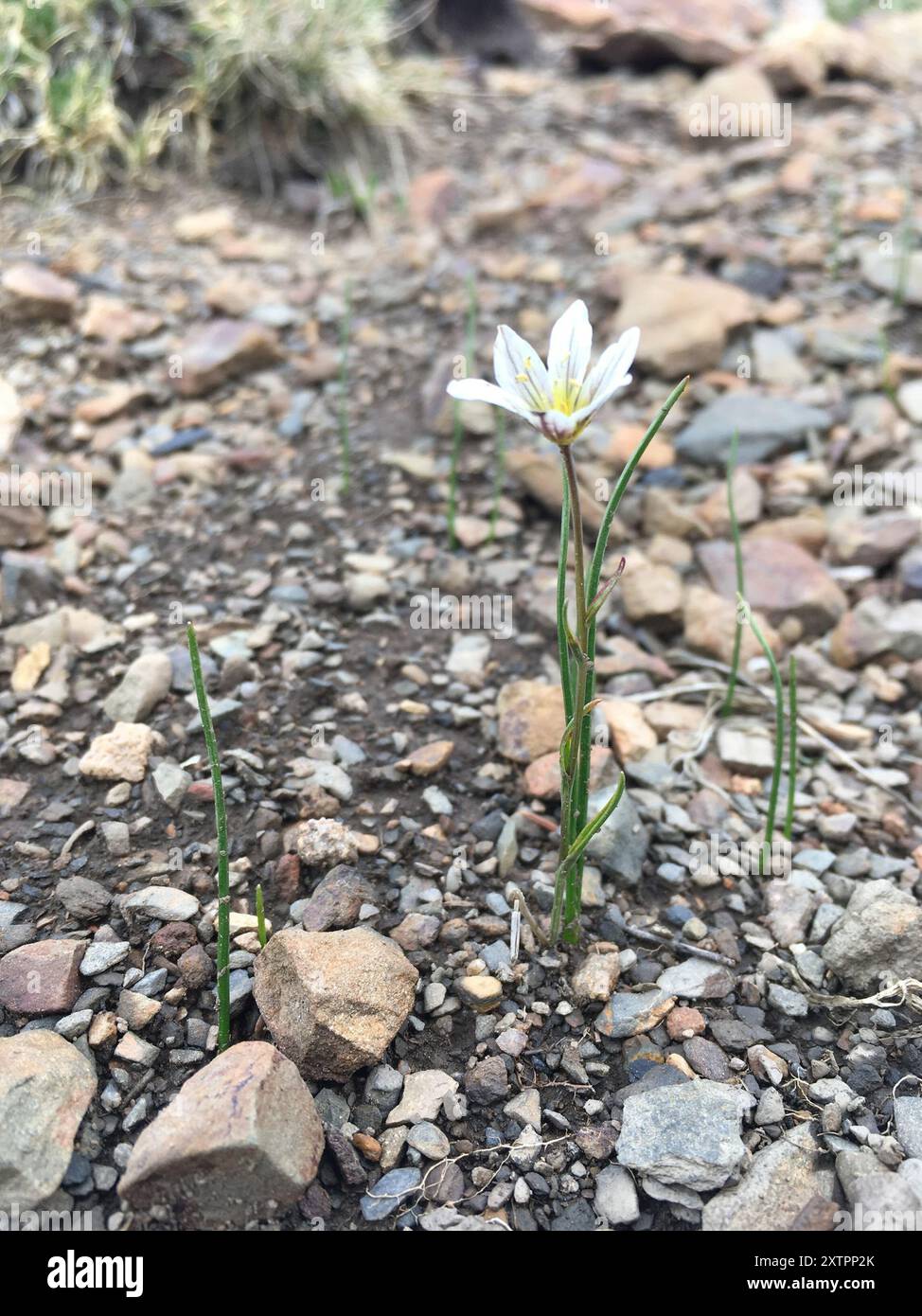 Snowdon Lily (Gagea Serotina) Plantae Stockfoto