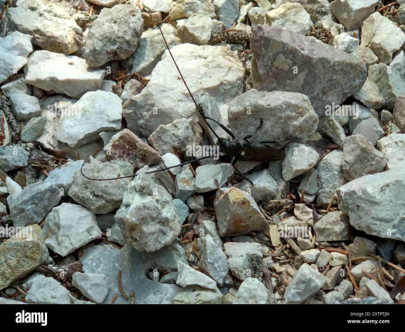 Zimmermann Sawyer Käfer (Monochamus sartor) Insecta Stockfoto