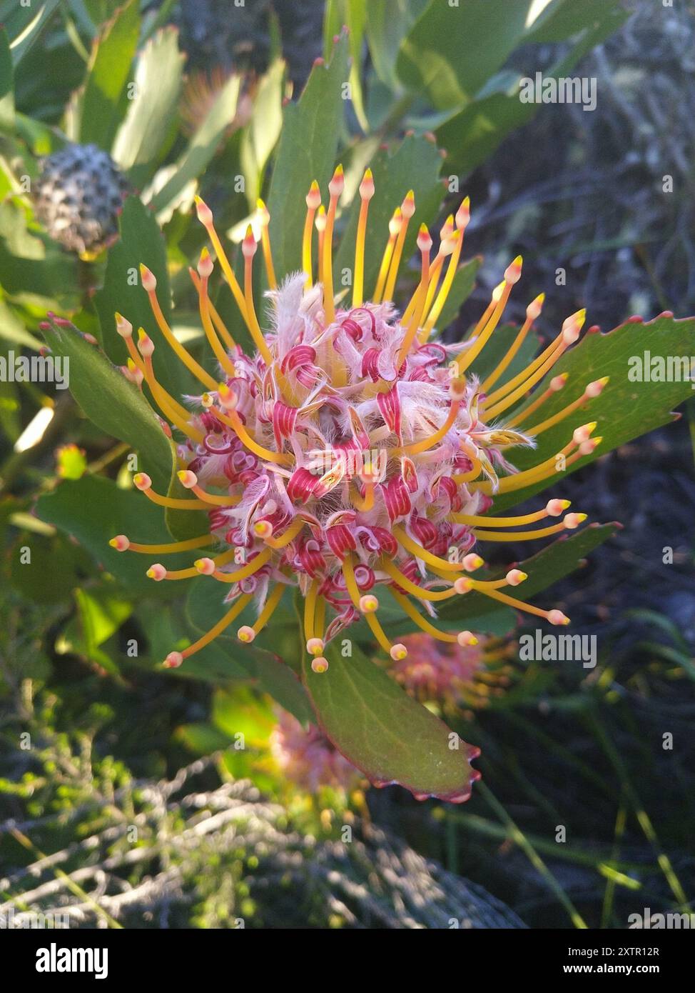 Outeniqua Pincushion (Leucospermum glabrum) Plantae Stockfoto