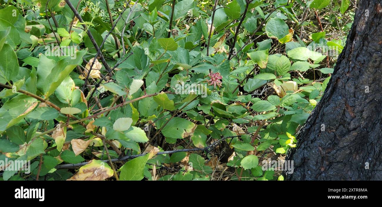 Kalifornische Süßstrauch (Calycanthus occidentalis) Plantae Stockfoto