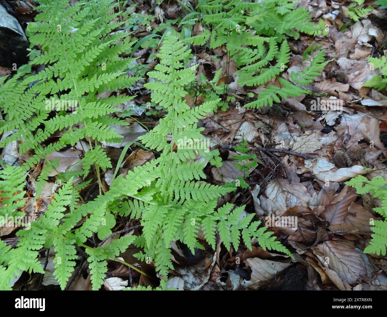 Spinulose-Holzfarn (Dryopteris carthusiana) Plantae Stockfoto