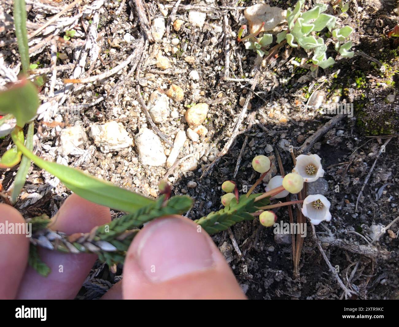 westliche Moos-Heidekraut (Cassiope mertensiana) Plantae Stockfoto