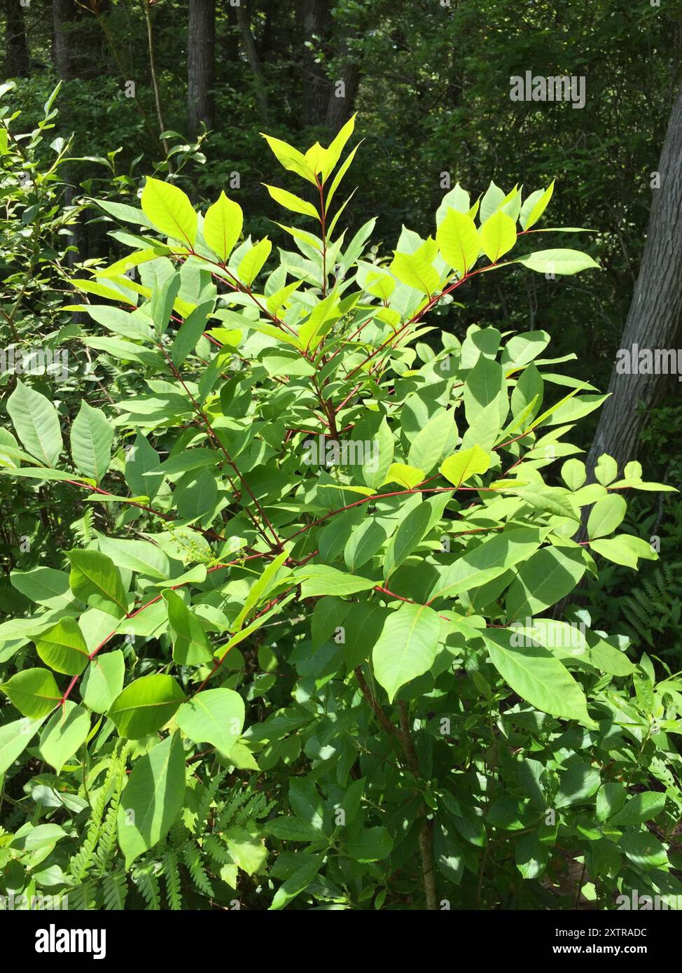 Poison Sumac (Toxicodendron vernix) Plantae Stockfoto