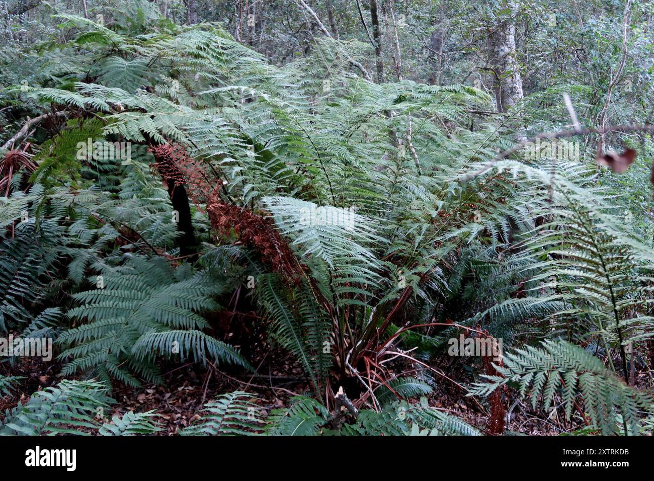 Waldbaumfarn (Cyathea capensis) Plantae Stockfoto