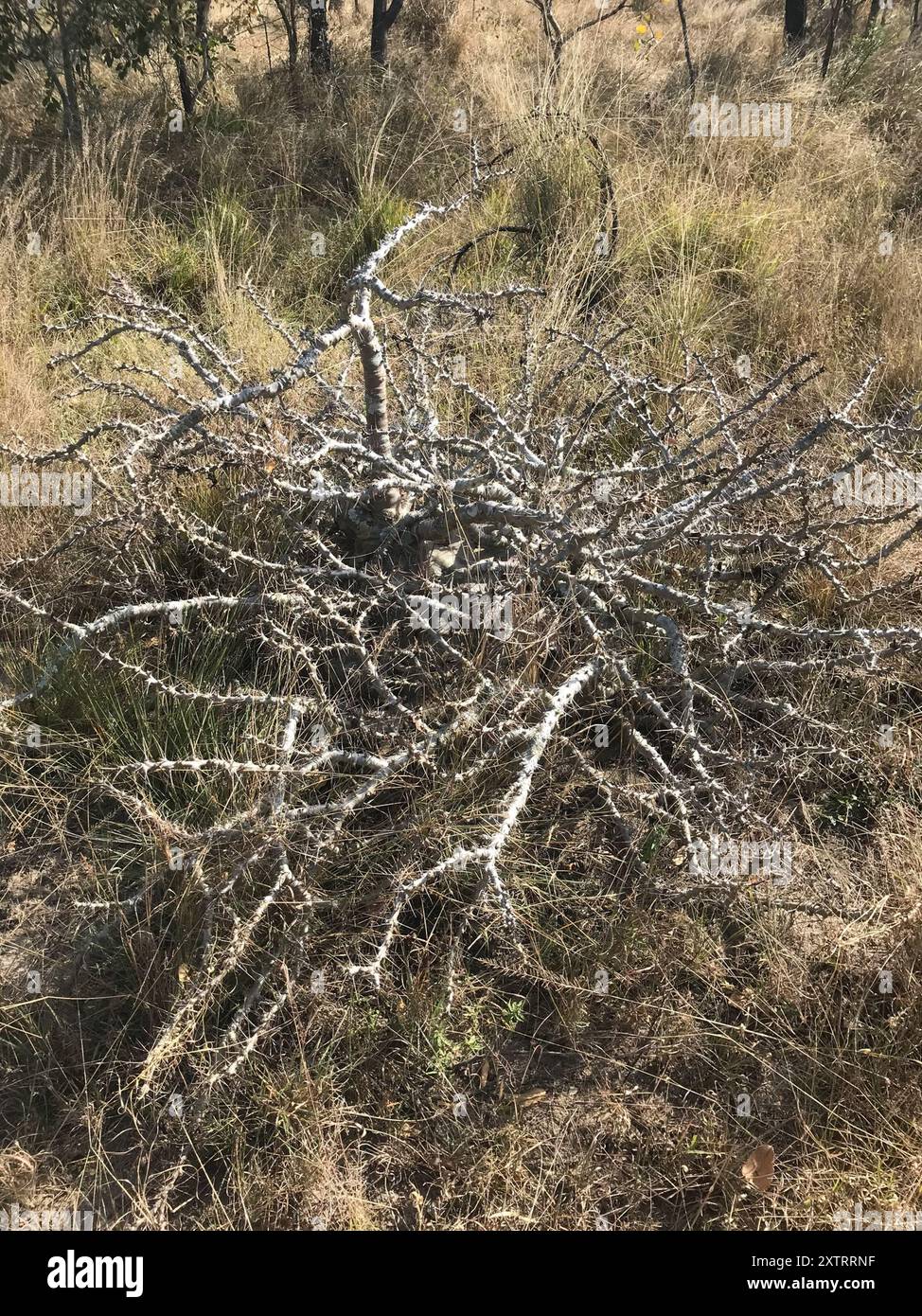 Kudu Lily (Pachypodium saundersii) Plantae Stockfoto