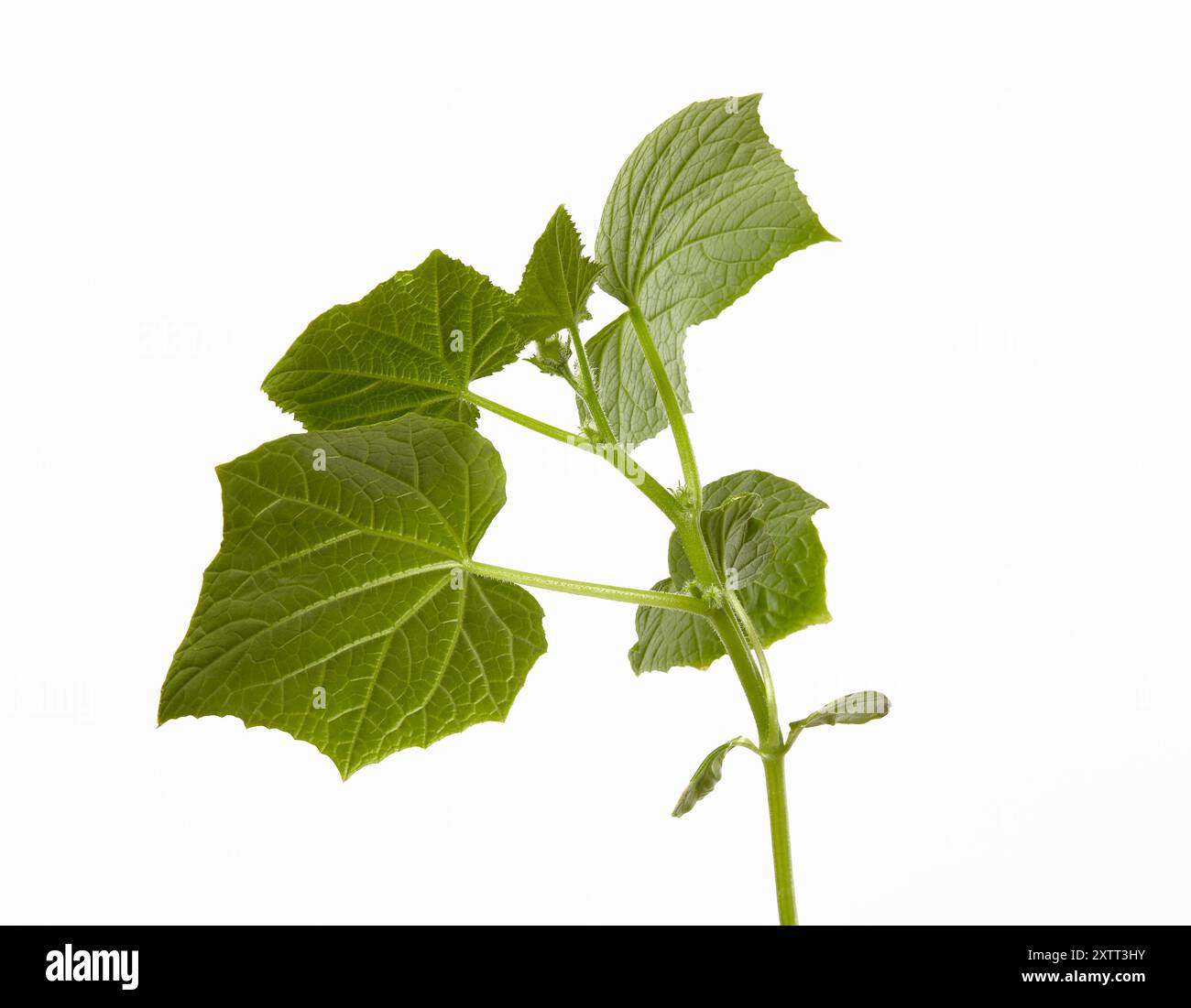 Junge Gurkensämlinge isoliert auf weißem Hintergrund. Grünkeimling frischer Gurkenpflanze Stockfoto