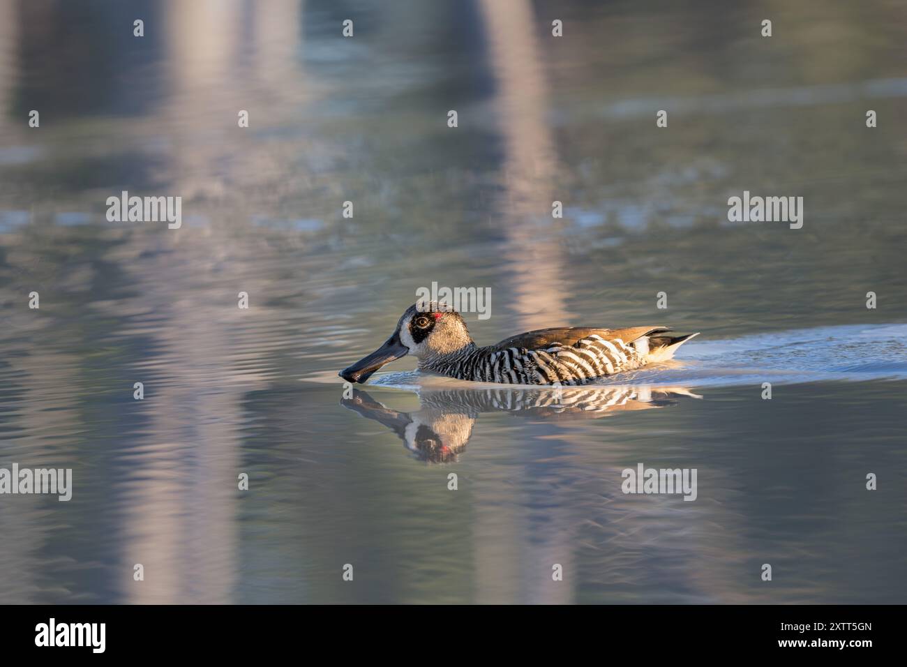 Eine Erwachsene Ente mit rosafarbenen Ohren schwimmt nebenan über das spiegelähnliche ruhige Wasser des warmen Quellwassers der Lara-Feuchtgebiete. Stockfoto