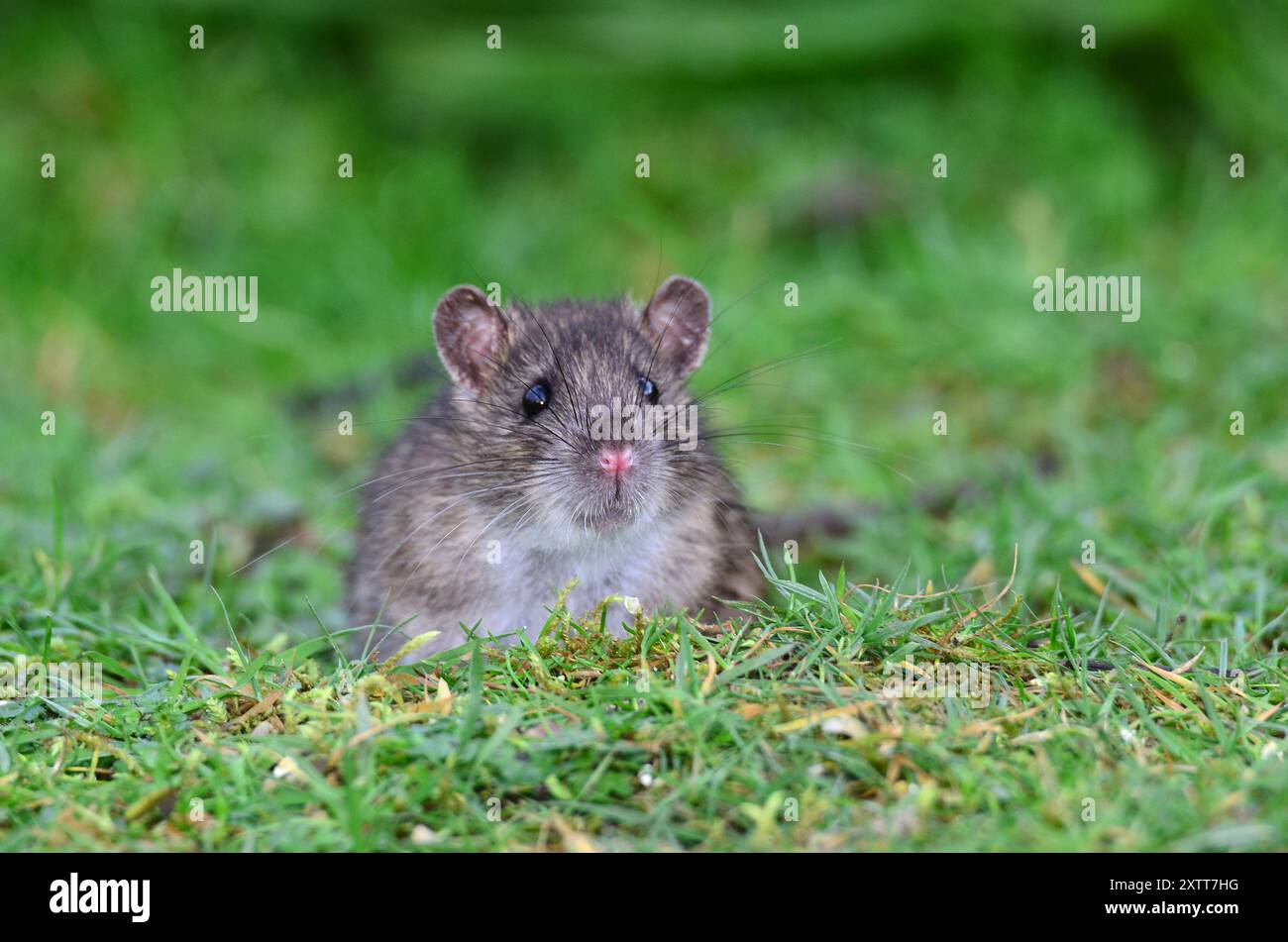 Brauner oder gemeiner Ratte rattus norvegicus Stockfoto