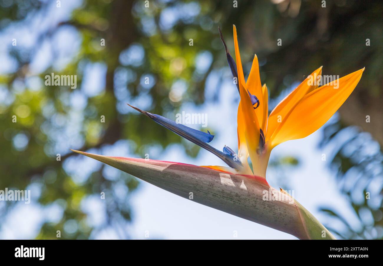 Nahaufnahme einer wunderschönen Paradiesvogel-Blume, gefangen auf der Insel Madeira. Stockfoto