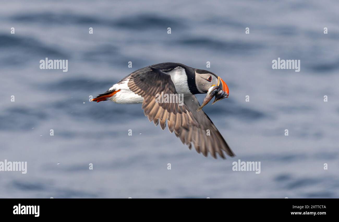 Fliegender Atlantischer Puffin (Fratercula arctica) in der Nähe von Bleiksoya Vogelgestein mit einem Fang von Sandaalen - Versteralen, norwegen Stockfoto