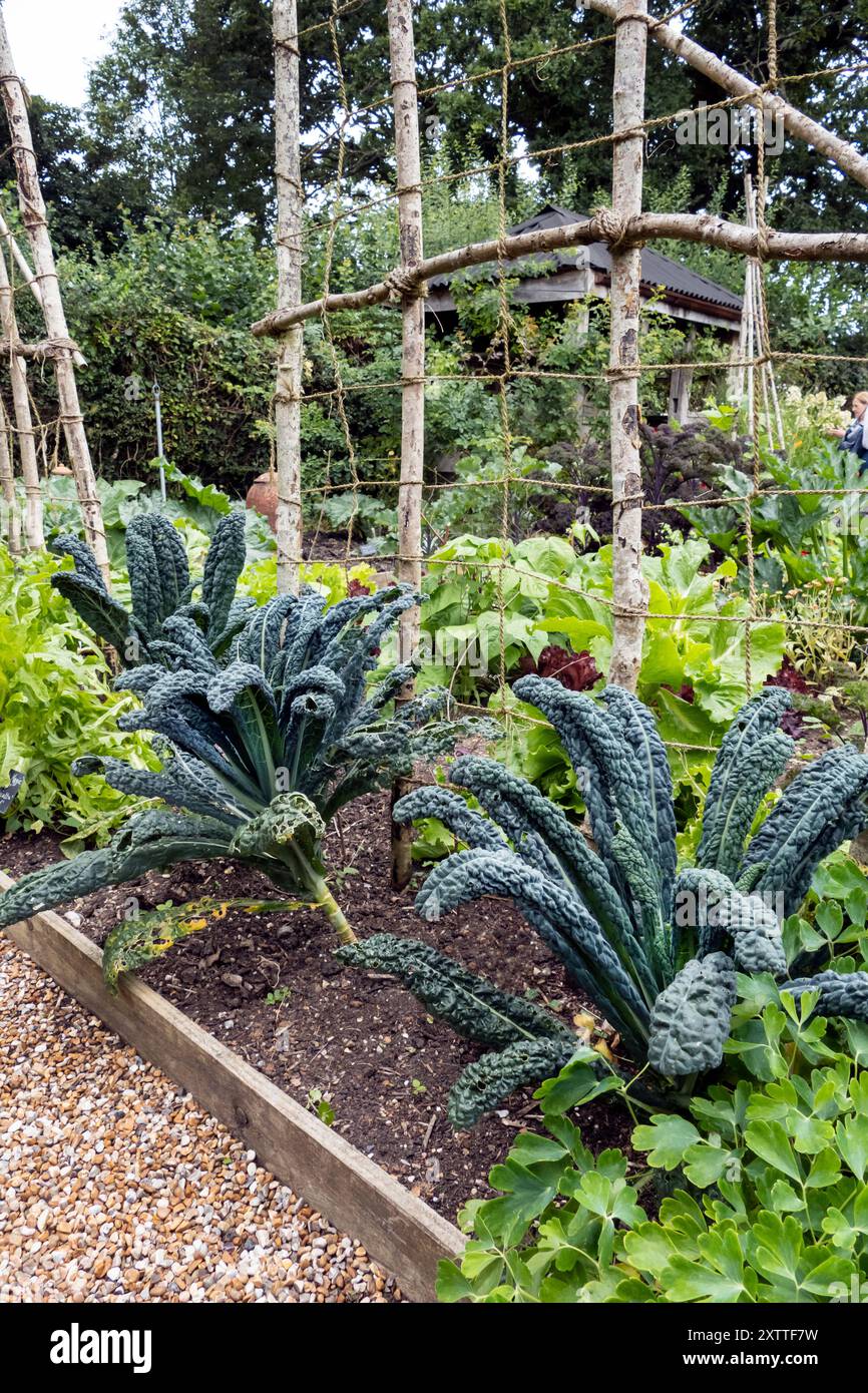 Winterkohl „Nero di Toscana“ zeigt im Garten von Perch Hill East Sussex UK Stockfoto