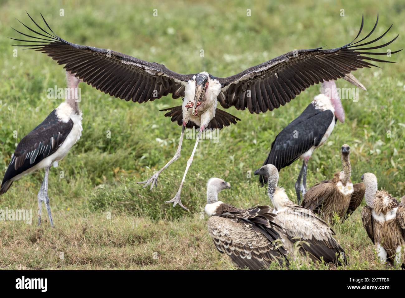 Marabou Stork in der Nähe toter Zebrakadaver, Weissgeier, Ndutu Plains, Serengeti Nationalpark, Tansania Stockfoto