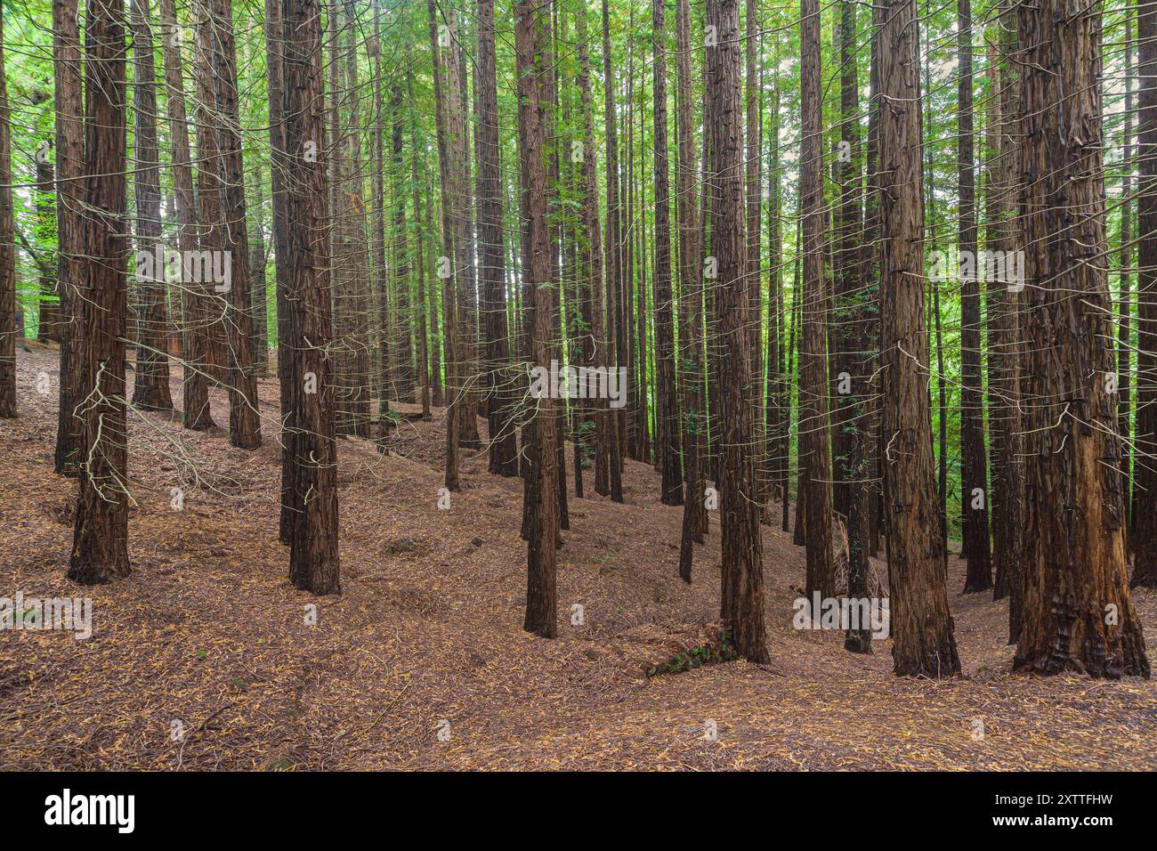 Naturdenkmal der Sequoias von Monte Cabezon, Kantabrien, Spanien. Stockfoto