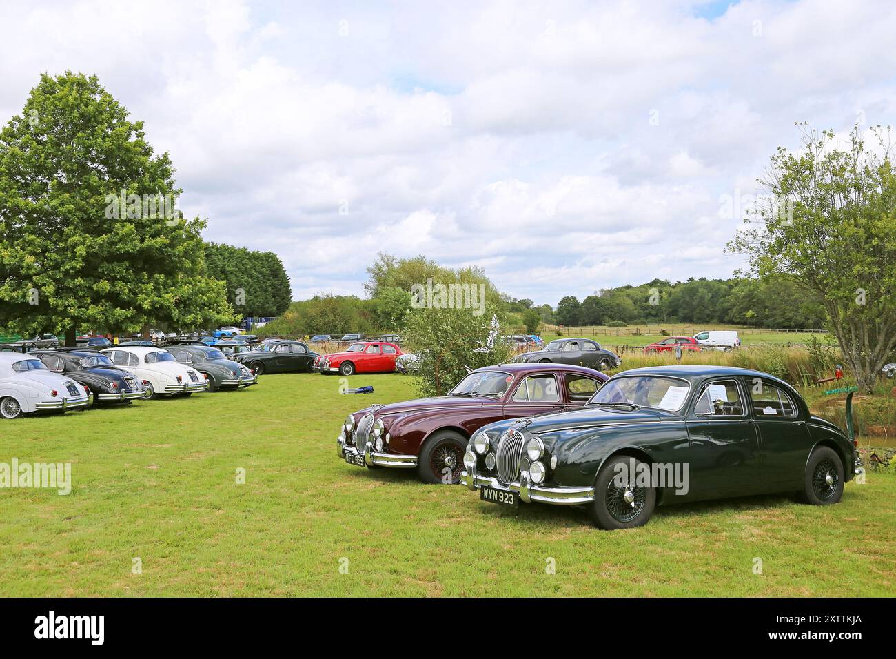 Jaguar Mk1 Saloons aus den 1950er Jahren, Mike Hawthorm Museum (Privatsammlung), England, Großbritannien, Großbritannien, Europa Stockfoto