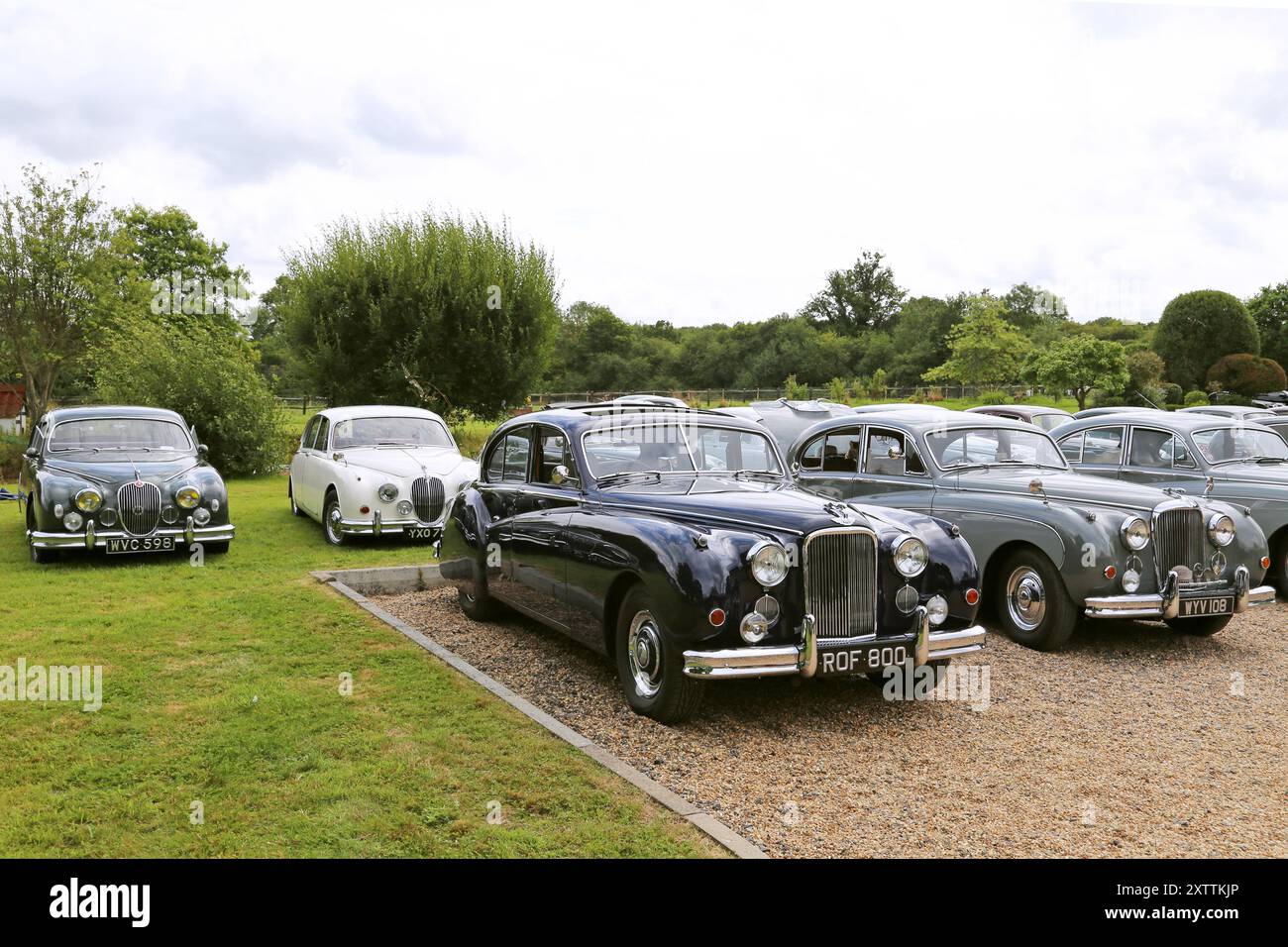 Jaguar Saloons aus den 1950er Jahren, Mike Hawthorm Museum (Privatsammlung), England, Großbritannien, Großbritannien, Europa Stockfoto