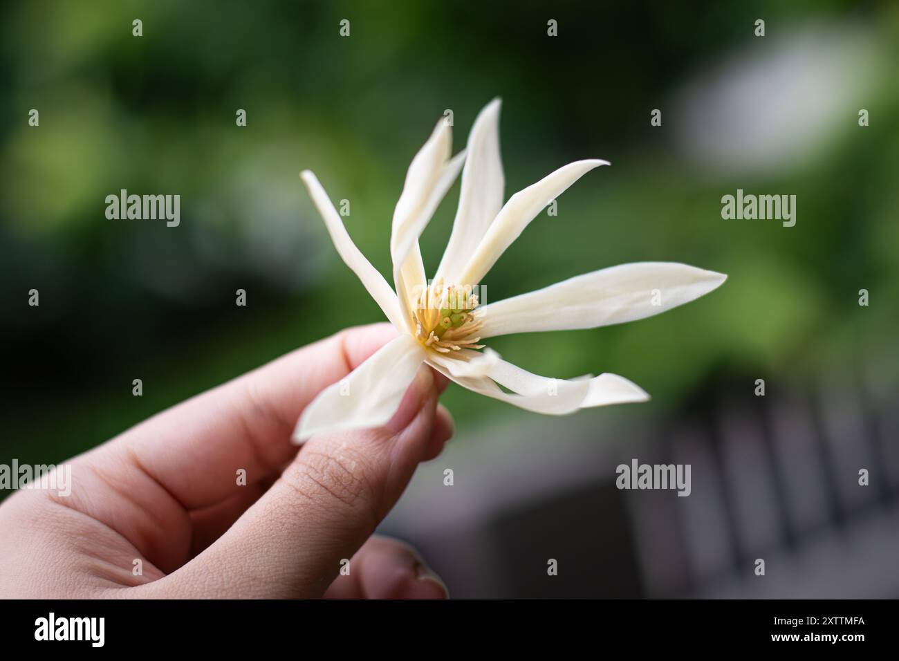 Nahaufnahme einer Hand, die eine blühende weiße Champaca-Blume auf den Philippinen hält Stockfoto