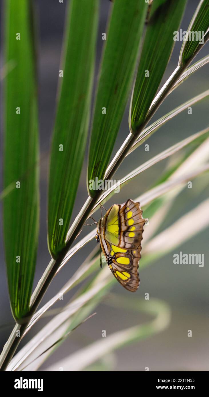 Ein großer grüner Schmetterling mit dunklen Streifen steht kopfüber auf dem Stiel einer Gartenpflanze. Die leuchtend grünen Flügel des Schmetterlings und die kontrastreiche Dunkelheit Stockfoto