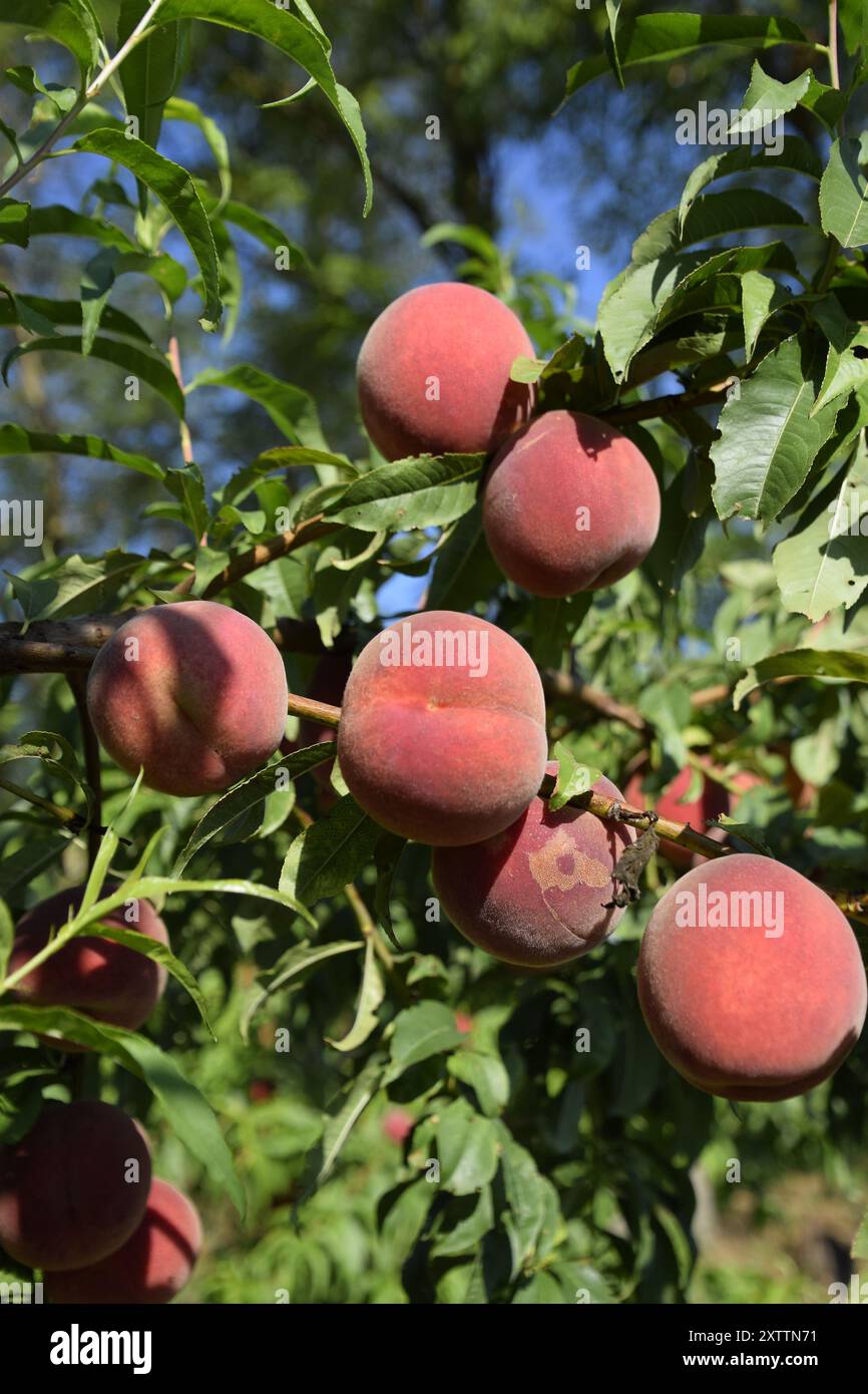 Hellrote Pfirsichfrüchte auf Zweigen des Baumes. Stockfoto