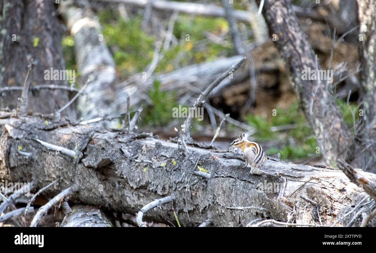 Chipmunk auf einem gefallenen Baumstamm in einer dichten Waldumgebung Stockfoto