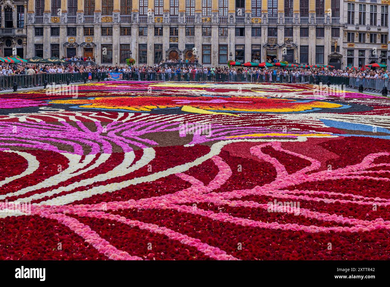 Blumenteppich 2024 mit Dahlienblüten, Grand Place Brüssel, Belgien. Stockfoto