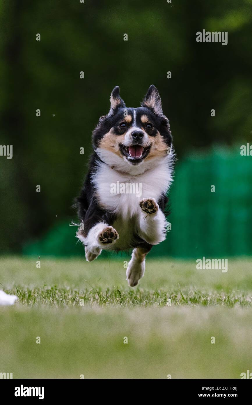 Miniatur American Shepherd Mini Aussie Running Lure Course Dog Sport Stockfoto