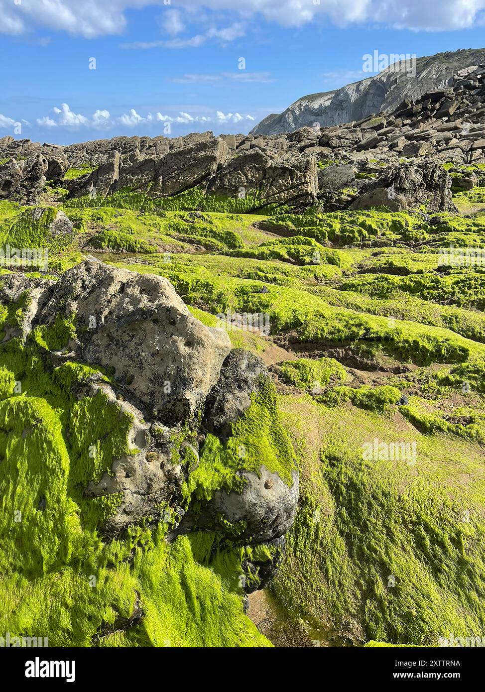 Meeresboden bei Ebbe im Baskenland, Nordspanien. Stockfoto